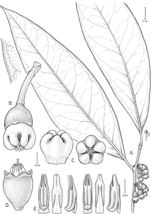 Figure 7. Illustration of Psammisia sophiae. A Branch with leaves, inlorescences and details of the darker  colored leaf margin abaxially B Complete lower with pedicel and bracteoles C Lateral and top views of  the corolla D Flower with the corolla removed