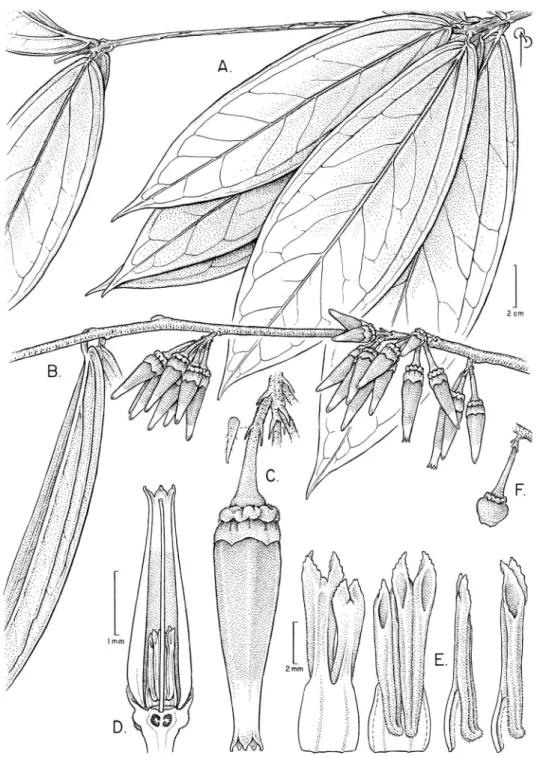 Figure 9. Illustration of Satyria orquidiensis. A Branch with clustered leaves B Branch with inlorescenc- inlorescenc-es C Flower attached to the rachis with detail of a bracteole D Longitudinal section of a lower E Stamens  in abaxial, adaxial, and latera