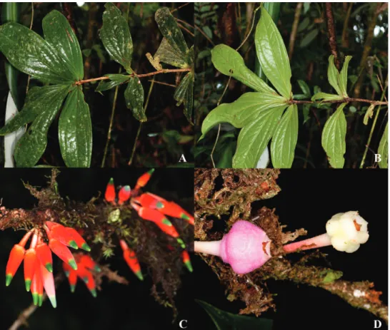 Figure 10. Satyria orquidiensis. A Branch with clustered leaves, adaxial side B Branch with clustered  leaves, abaxial side C Caulilorous inlorescences D Nearly mature (right) and immature fruits (left)