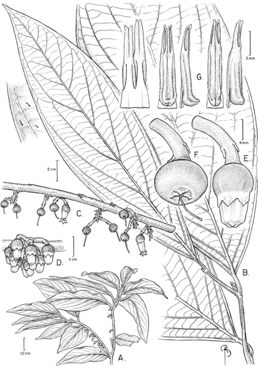 Figure 1. Illustration of Psammisia pinnata. A Branches with leaves and inlorescences; general aspect  of the plant B Close-up of leaves with detail of hairs C Branch with inlorescences and lowers at and  post anthesis D Immature inlorescence with loral bu