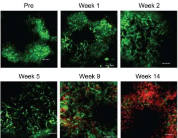 Figure 7. Visualizing hematopoietic cell engraftment in spleen engrafted in the mouse pinna