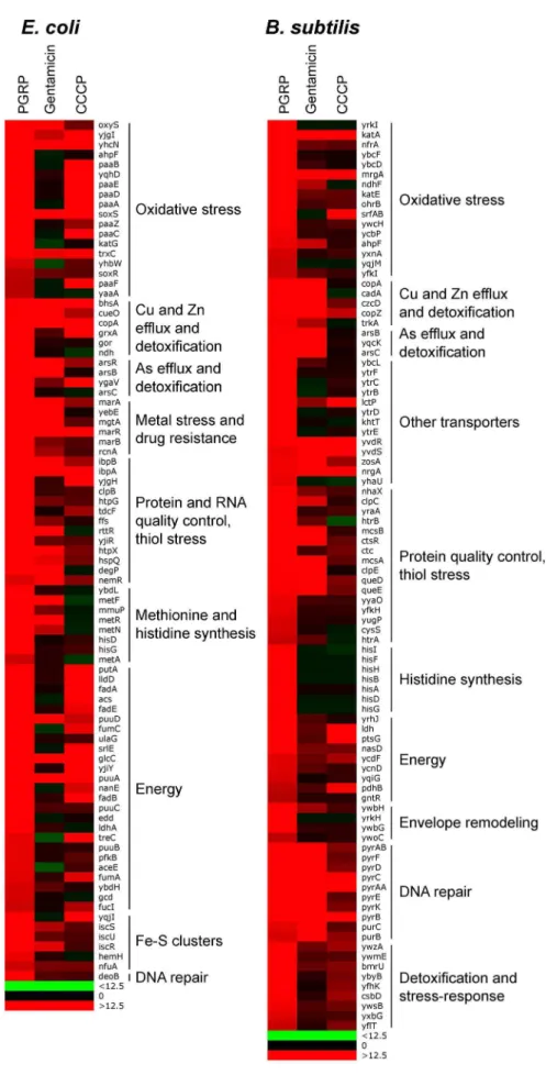 Figure 1. Top up-regulated groups of genes in PGRP-treated E. coli and B. subtilis . Bacteria were treated with PGRP (PGLYRP4), gentamicin, or CCCP as in Tables 1, S1 and S2 and the fold increase in gene expression was determined by whole genome expression