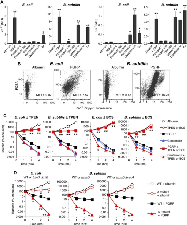Figure 5. PGRP induces increase in intracellular Zn and Cu, and Zn and Cu are required for killing by PGRP but not by gentamicin.