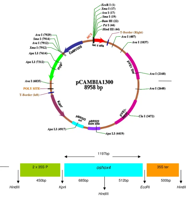 Figure 1. The recombinant vector construction 35S Oshox4 is utilized on the research.