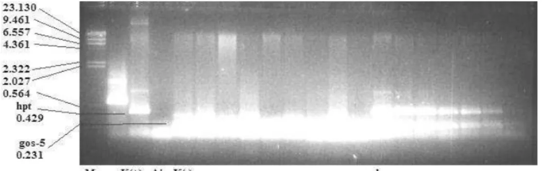 Figure 3. PCR result using hpt and gos-5 primers A. first generation (T 0) , B. Second generation (T1).