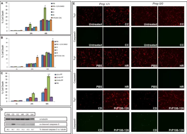 Figure 3. CD peptide induces apoptotic cell death independently of PrP C expression. A) PI histogram showing the percentage of non- non-viable cortical neurons over time after stimulation with the peptides (40 mM) immediately after dissolution