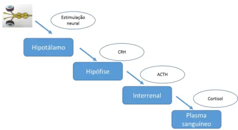 Figura  2- Esquema  simplificado  do  eixo  hipotálamo-hipófise-interrenal  (CRH-  hormona  libertadora de corticotropina; ACTH- hormona adrenocorticotrópica) Adaptado de Ellis et al