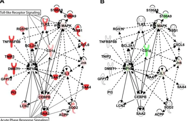 Figure 6. Expression of genes associated with acute phase response/NFkB signaling in colon of PT (A) and AGM (B)