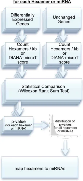 Figure 2. Overview of the algorithm. For each possible hexamer, the occurrences on the 3 9 UTRs of changed and unchanged genes are counted
