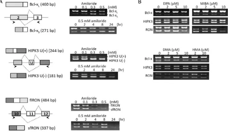 Figure 1. Modification of splicing patterns of BCL-X, HIPK3 and RON gene transcripts by amiloride