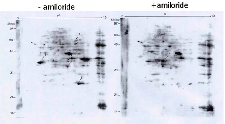Figure 2. Amiloride effects on cellular phospho-serine proteins. 2D-gel electrophoresis analysis of proteins extracted from Huh-7 cells without (left) and with (right) 0.5mM amiloride treatment for 24 hours showed significant changes for at least ten spots