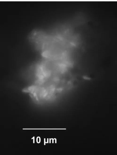 Fig. 3. DAPI staining POC particle (>0.45µm) from water sample collected from moderately drained fen collected in 40 cm below surface