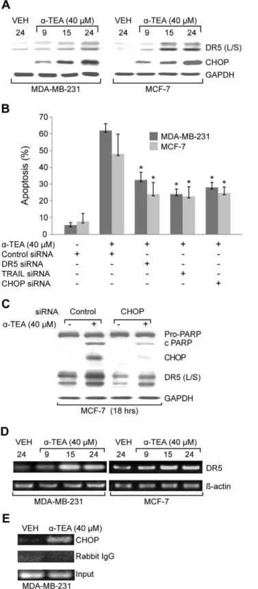 Figure 1. a -TEA induces TRAIL/DR5 and CHOP dependent apoptosis. A. MDA-MB-231 and MCF-7 cells were treated with 40 mM a-TEA for 9, 15, and 24 hrs