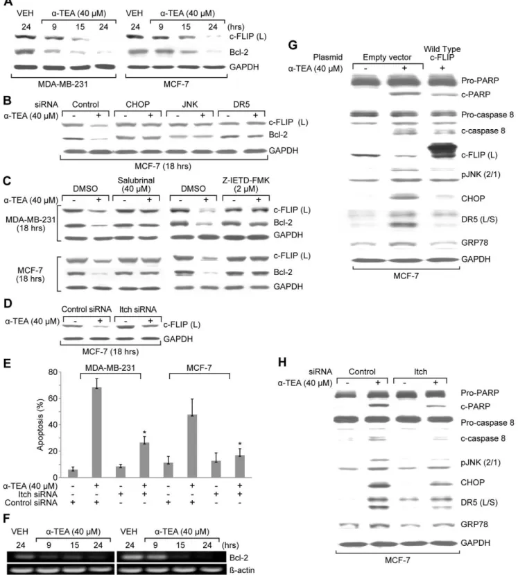 Figure 6. a -TEA decreased Bcl-2 and c-FLIP (L) protein levels via caspase-8 dependent ER stress-mediated JNK/CHOP/DR5 pathway