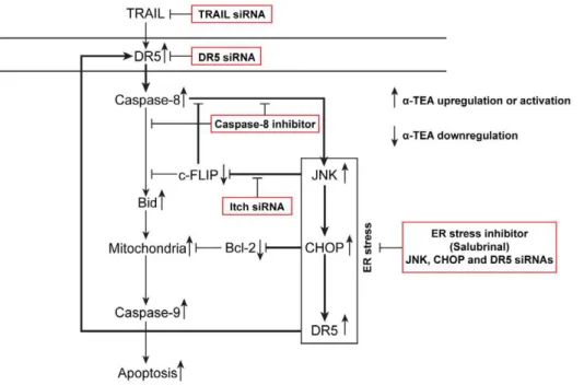 Figure 7. Schematic diagram showing a -TEA to induce breast cancer cells to undergo apoptosis via caspase-8 mediated ER stress JNK/CHOP/DR5 amplification loop and by down-regulation of anti-apoptotic mediators c-FLIP (L) and Bcl-2.
