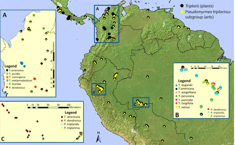 Fig 4. Geographical distribution of all Triplaris and associate obligate Pseudomyrmex ant collections known to date (S3 Table)