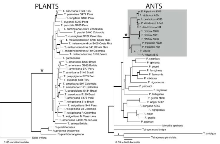 Fig 2. Phylograms obtained from Bayesian inference for the interspecific relationships of Triplaris and of Pseudomyrmex with emphasis on the P.