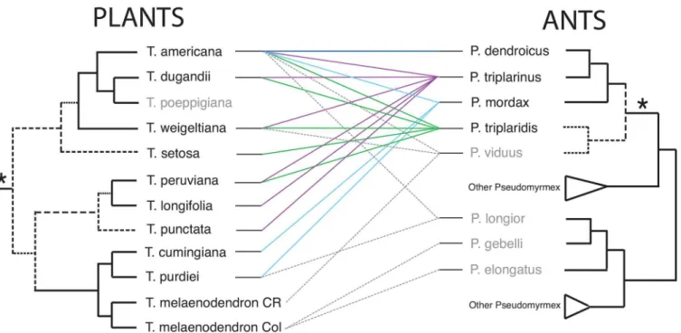 Fig 3. Tanglegram comparing a reduced phylogeny of Triplaris and of the Pseudomyrmex triplarinus subgroup (denoted by an asterisk)