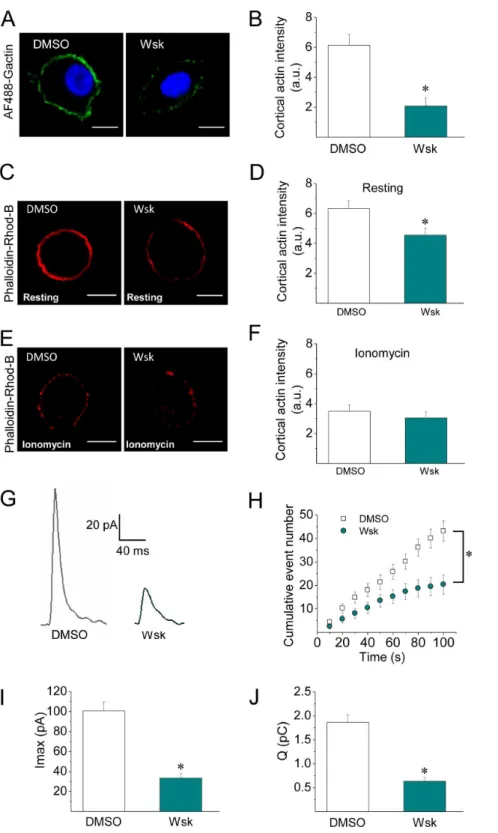 Figure 9. Inhibition of N-WASP activation suppresses de novo actin polymerization and reduces the quantal release of transmitters