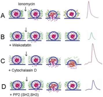 Figure S1 Cell permeabilization does not affect Src kinases/cortactin ratio. In order to determine if Src kinases are lost during permeabilization with digitonin (20 m M for 6 min), we compared the protein levels of Src kinases (60 kDa) with the levels of 