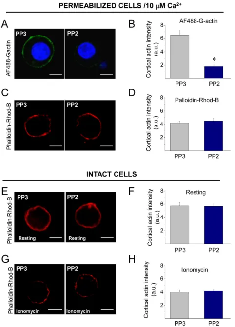 Figure 2. Inhibition of Src activity reduces Ca 2+ -dependent actin polymerization. (A–B) To analyze the impact of Src kinase inhibition on actin dynamics, ACCs were permeabilized in the presence of Alexa Fluor 488 G actin, 10 mM free Ca 2+ and 10 mM of th