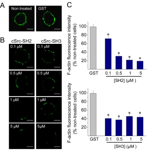 Figure 3. Disruption of c-Src SH2- or SH3-dependent associations inhibits de novo cortical actin assembly