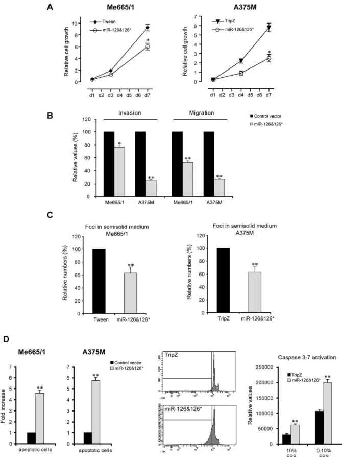 Figure 2. Overexpression of miR-126&amp;126* in metastatic melanoma cell lines: in vitro functional studies