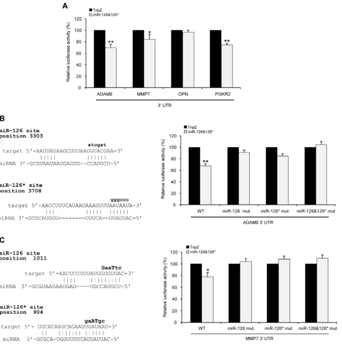 Figure 5. miR-126&amp;126* target genes: ADAM9, MMP7 and OPN. Representative Western blot of A) ADAM9, MMP7 and OPN in normal human melanocytes (NHEM) and in a panel of melanoma cell lines, B) ADAM9 isoforms (left), MMP7 and OPN (middle) and corresponding 