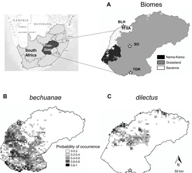 Fig 1. Study area and species occurrence probability. Details on biomes (A) and probabilities of occurrence of dilectus and bechuanae (B, C) (modified from Ganem et al