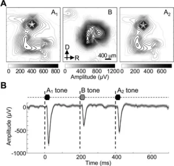 Figure 4. Representative LFP evoked by ABA triplet. A. Cortical mapping of evoked LFP maxima to A 1 , B and A 2 tones