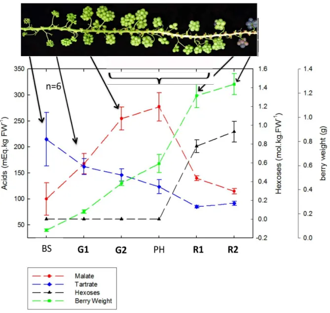 Figure 4 B). This highlights developmentally regulated processesFigure 1. Main biochemical characteristics of sampled berries.BS: Berry Set, G1: Green stage 1, G2: Green stage 2, PH: Plateau Herbace´/lagphase, R1: Ripening stage 1, R2: Ripening stage 2.