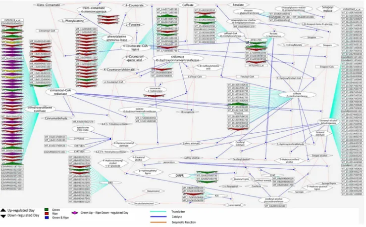 Figure 7. Cytoscape image of day/night modulated transcripts within the phenylpropanoid pathway