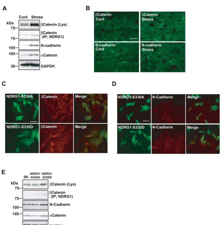 Figure 6. Repeated exposure to WIRS upregulates adhesion molecules expression levels in oligodendrocytes of the fiber tracts