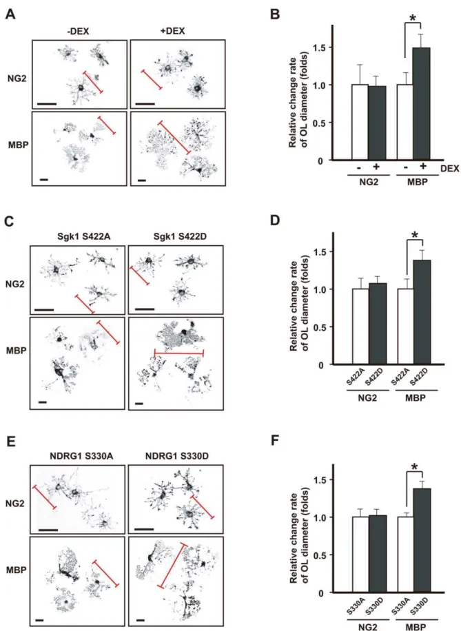 Figure 8. Activation of the SGK1-NDRG1 pathway also causes morphological changes in primary cultured oligodendrocytes