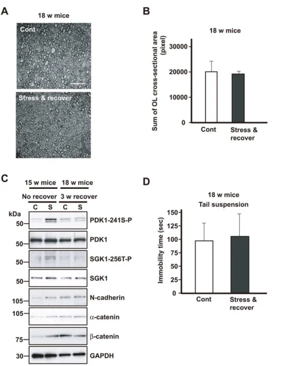 Figure 9. Activation of the PDKI-SGKI-NDRG1-adhesion molecule pathway returns to the control level after 3 weeks recovery