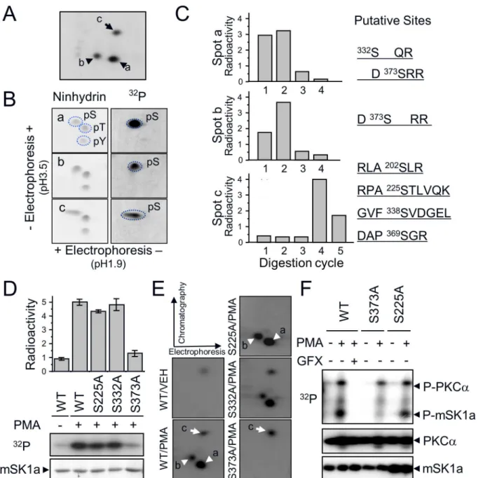 Fig 4. mSK1a S373 is the cPKC-dependent phosphorylation site. (A) PKC-dependent (spots a and b: arrowheads) and -independent (spot c: arrow) phosphopeptide(s) are indicated