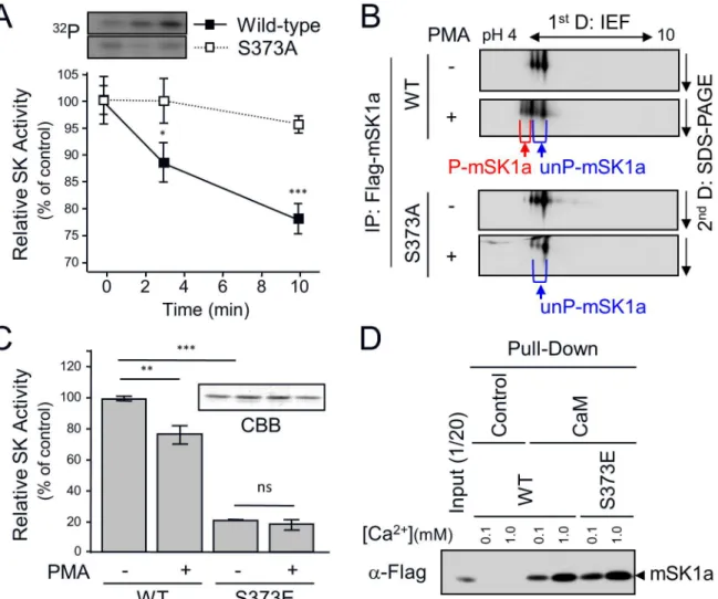 Fig 5. S373 phosphorylation-dependent Inhibition of mSK1a. (A) The effect of mSK1a S373A mutation on PMA-induced inhibition of mSK1a activity.