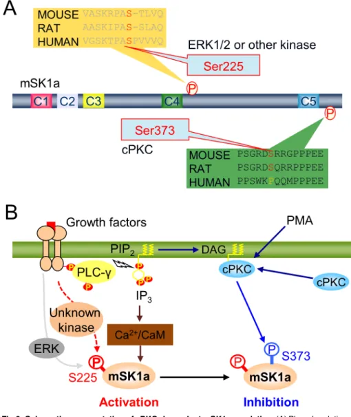 Fig 6. Schematic representation of cPKC-dependent mSK1a regulation. (A) Phosphorylation-dependent regulation of mSK1a