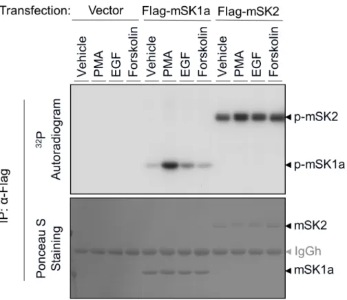 Fig 1. Phosphorylation of mSK isoforms in response to extracellular stimuli. COS-7 cells were transfected with control vector, FLAG-tagged mSK1a, or FLAG-tagged mSK2 constructs