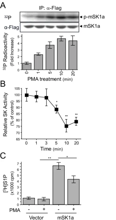 Fig 2. PMA-induced phosphorylation and inhibition of mSK1a. (A) Time-dependent phosphorylation of mSK1a in response to PMA treatment