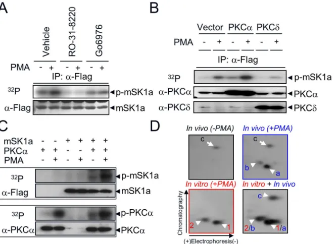 Fig 3. Direct phosphorylation of mSK1a by cPKC. (A) Effect of PKC inhibition on mSK1a phosphorylation