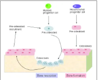 Figure 1. Bone is constantly being resorbed by osteoclasts and formed by osteoblasts in a coupled process, mediated by the release of growth factors from bone during  resorption and by molecules produced by osteoblasts, which regulate the differentiation o