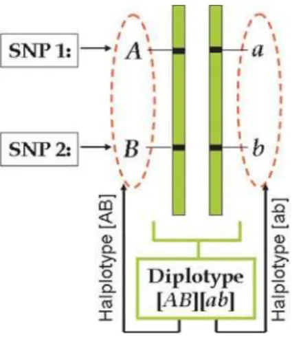 Figure 2. Diplotype configuration of a genotype for two hypothe- hypothe-sized SNPs.