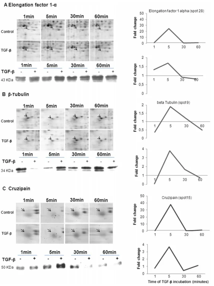 Figure 6. Kinetic view of protein expression in response to TGF-b. Expression pattern of elongation factor 1-a (A), b-tubulin (B) and cruzipain (C) from T