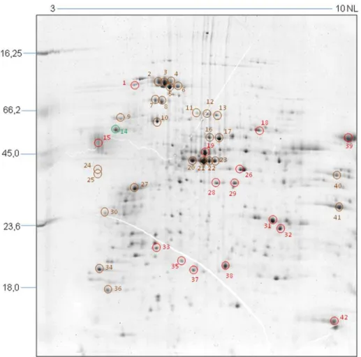 Figure 2. Proteomic map of T. cruzi epimastigotes. The image shows the total protein pattern of epimastigotes treated with TGF-b for 1 minute and separated by 2D-PAGE (17 cm IPG strips in the pH range 3-10NL and 12% SDS-PAGE, CBB-G250 staining)