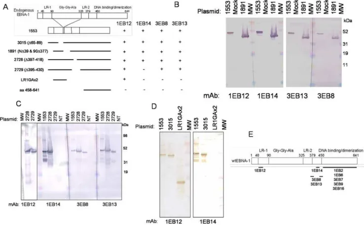 Figure 1. Epitope mapping of the N-terminal anti-EBNA1 mAbs. A) The constructs used to analyze mAb reactivity