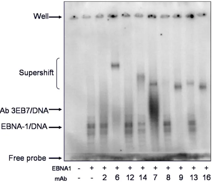 Figure 2. Ability of mAbs to bind EBNA1/DNA complex. MAbs were tested by EMSA to determine binding efficiency to a pre-formed EBNA1/