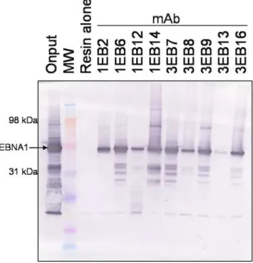 Figure 3. Immunoprecipitation of EBNA1. E. coli -expressed EBNA1 (,50 kDa) was isolated from whole cell extract by mixing with equal quantities of mAb-rProteinA-agarose resin