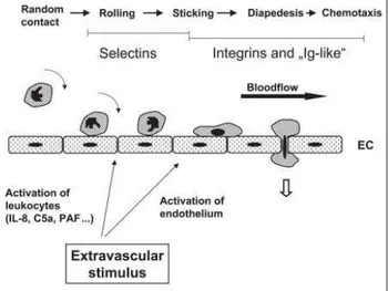 Figure 1: Scheme of involvement of the adhesion molecules in ischaemia/reperfu- ischaemia/reperfu-sion