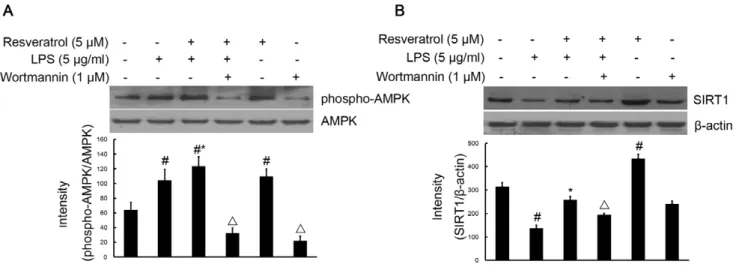 Figure 10. PI3-K is required for resveratrol-inhibited the phosphorylation of AMPK and the expression of the SIRT1 protein induced by LPS in RAW 264.7 macrophage cells